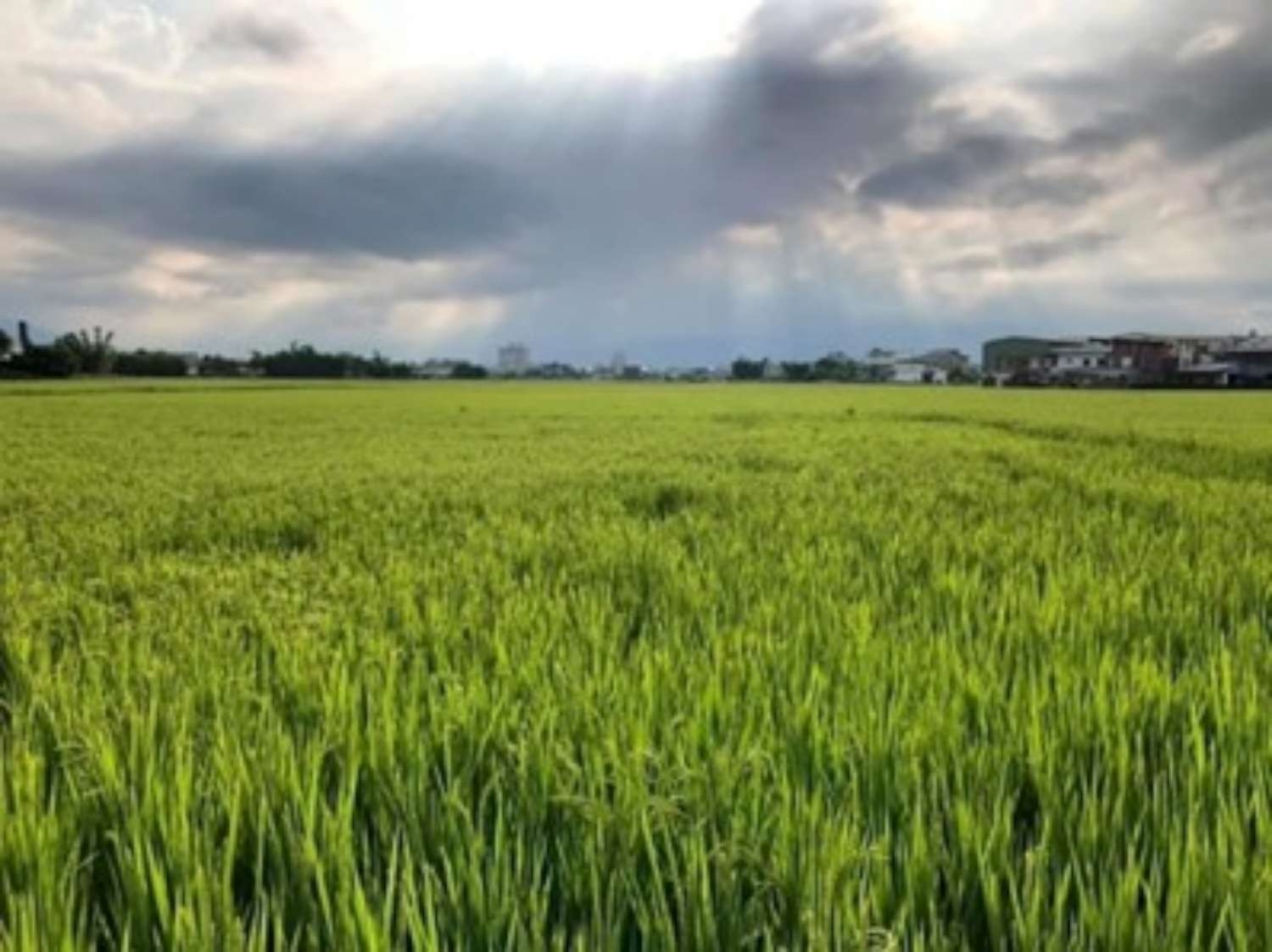 水情吃緊！農委會宣布桃竹苗地區1.9萬公頃停灌 105%補償保障農民生計