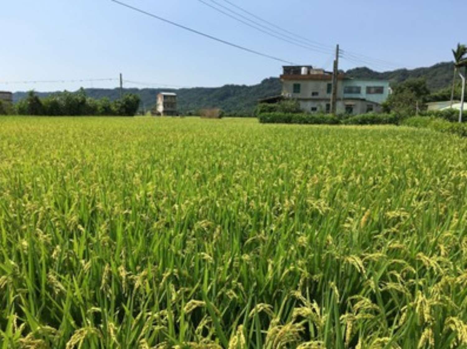 降雨量創52年新低！新竹市110年一期稻作全面停灌及配套措施