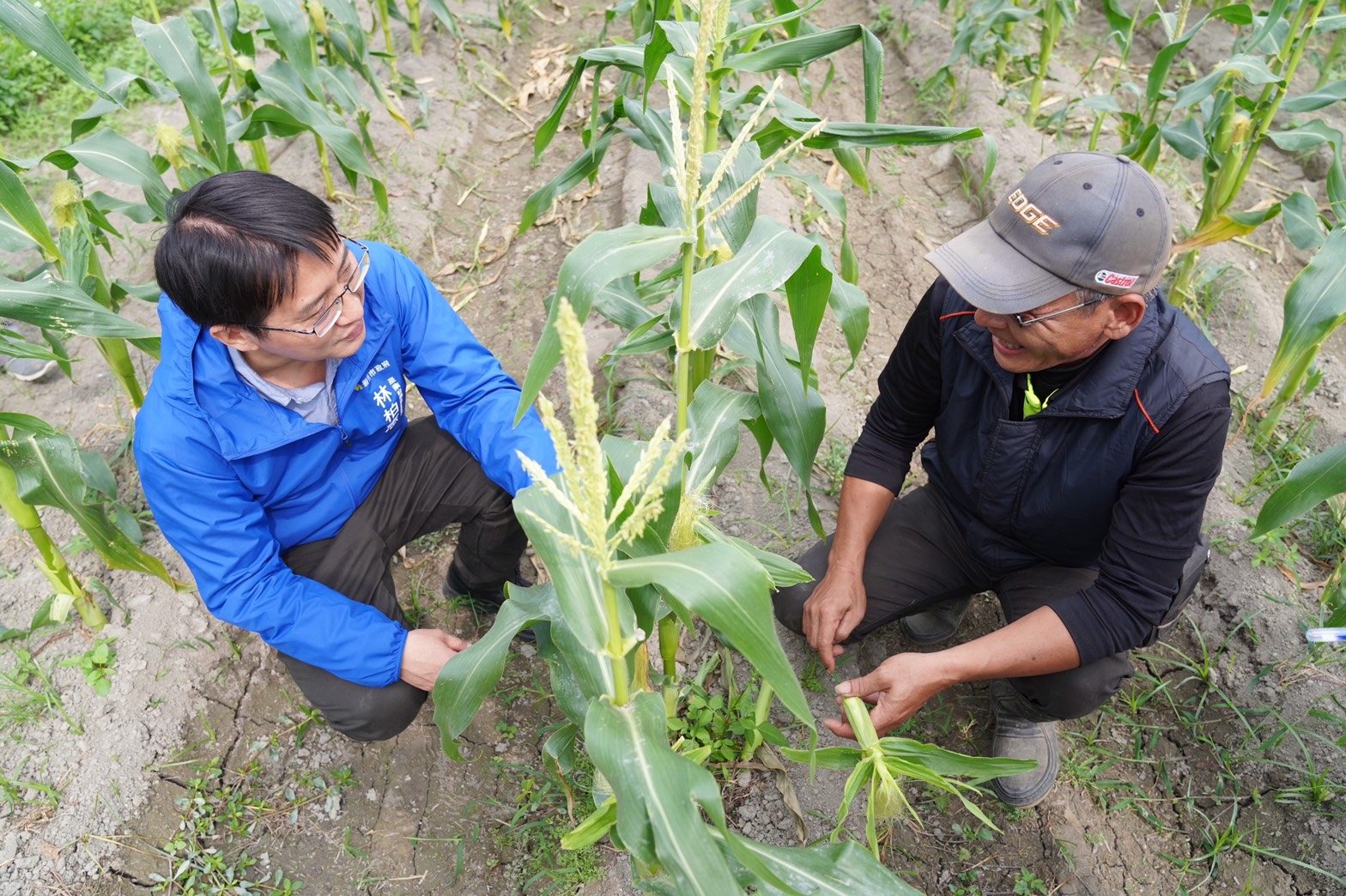 右起農事小組長溫敏鴻向產發處副處長林柏志解說北海道牛奶玉米栽種情形。