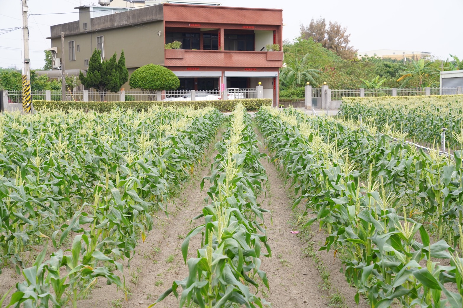 北海道牛奶玉米田種植情況。