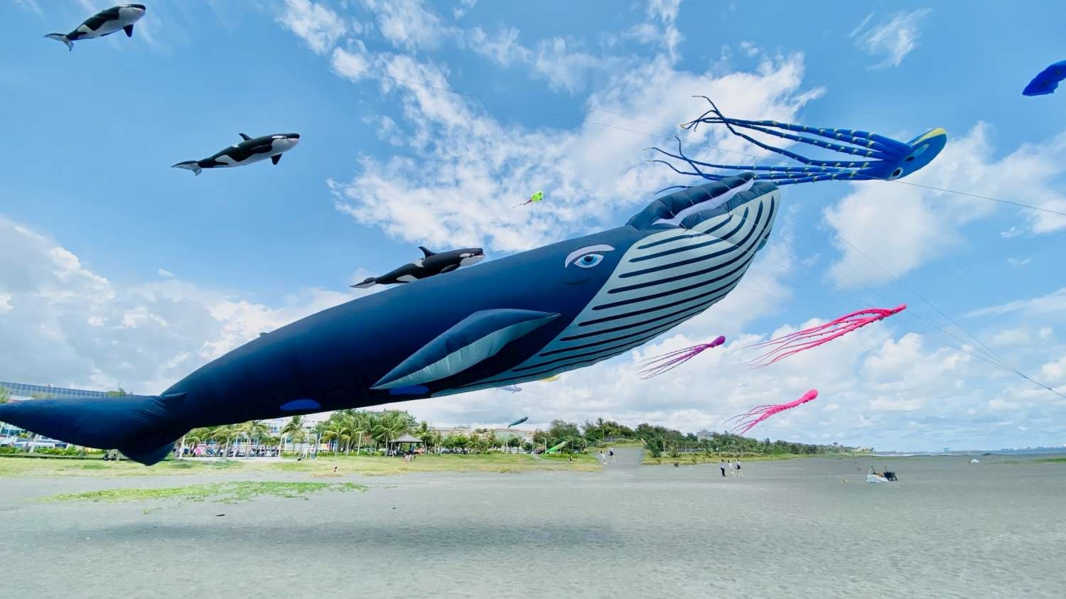 2022新竹市國際風箏節9月17、18日於新竹漁港熱鬧登場，圖為紐西蘭授權的16米鯨魚。