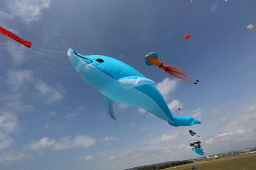 圖為紐西蘭授權的15米海豚風箏。