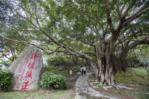 中華大學裡的百年榕樹