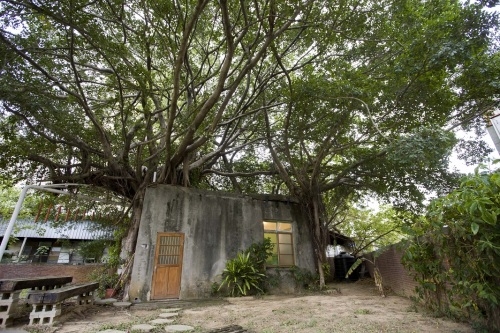 「下竹樹屋」2棵約40歲的榕樹