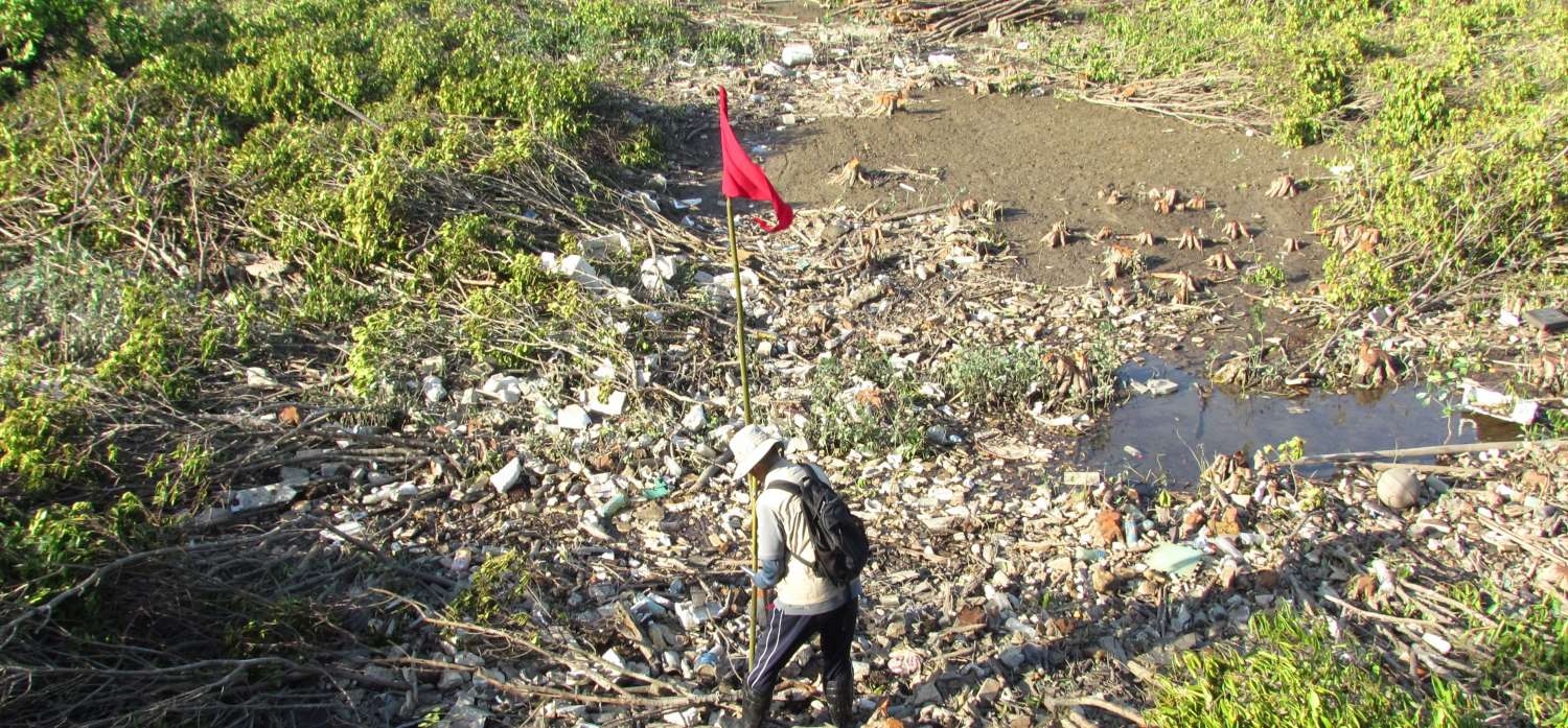 紅樹林內隱藏了大量垃圾影響環境衛生