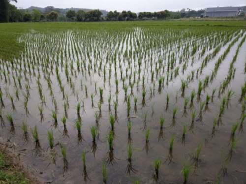 水情吃緊！農委會宣布桃竹苗地區1.9萬公頃停灌 105%補償保障農民生計