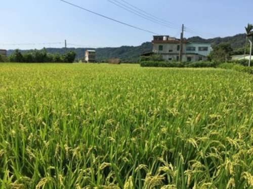 降雨量創52年新低！新竹市110年一期稻作全面停灌及配套措施