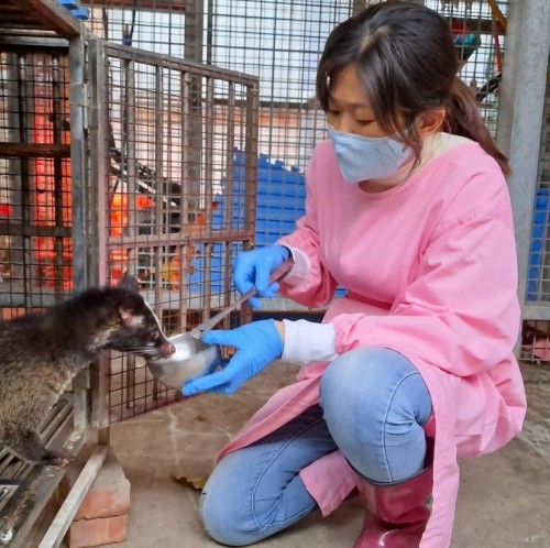 新竹市立動物園獸醫陳致吟暖心照護白鼻心「弟弟」。