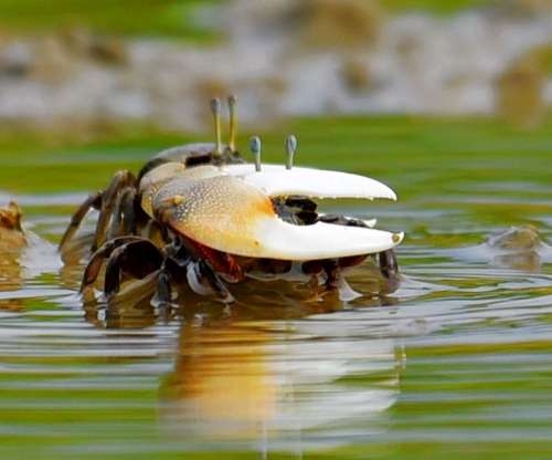 香山濕地復育有成，指標性底棲動物特有物種「台灣招潮蟹（台灣旱招潮）」，從民國95年1.3萬隻到今年估算超過43萬隻，數量成長33倍。