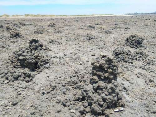 台灣招潮蟹築巢，煙囪狀泥巢分布在半泥半沙的泥灘地。