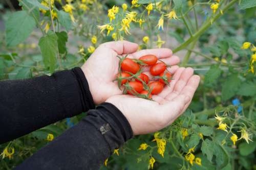 溫室採摘新鮮小番茄及盛開番茄花