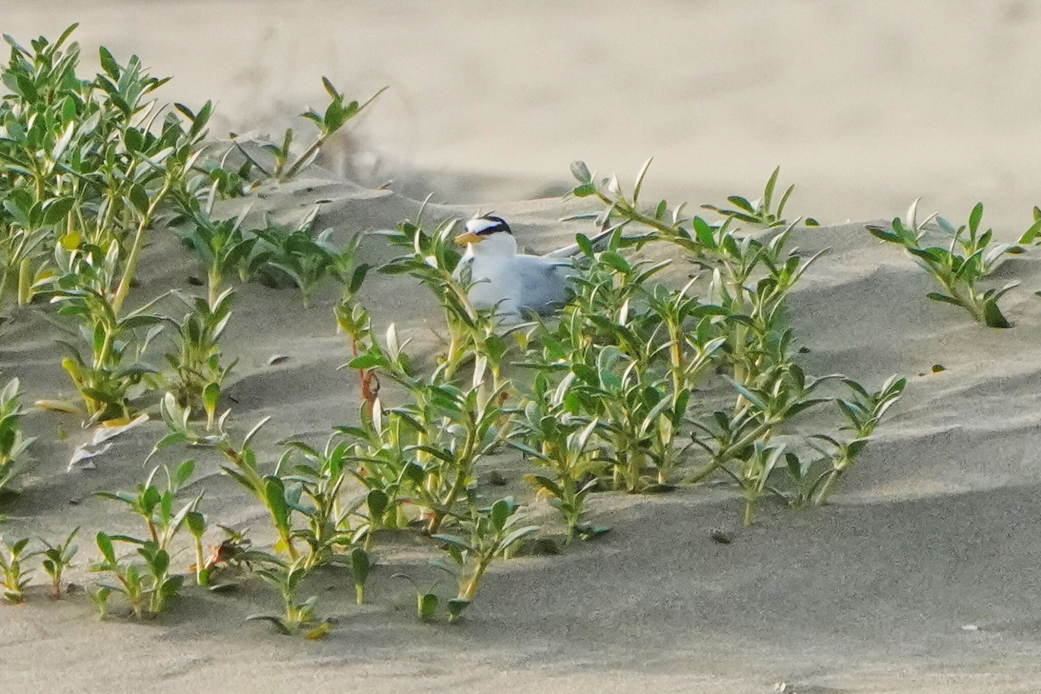 小燕鷗偏好在開闊的海岸砂礫地築巢、育雛。