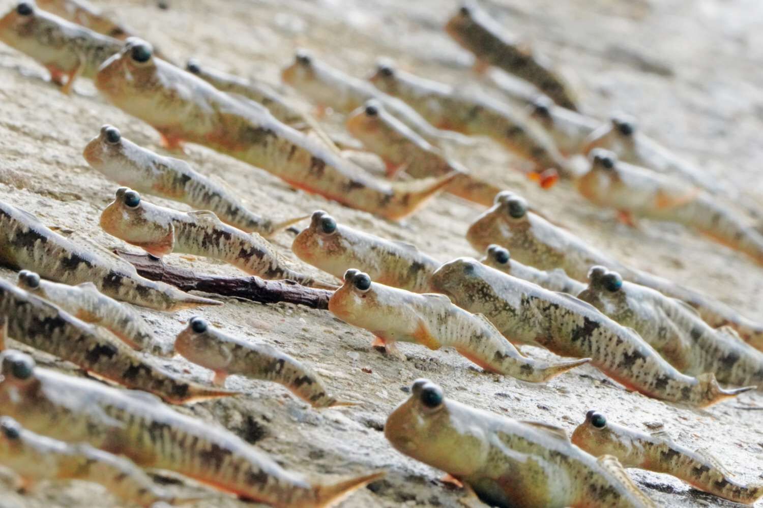 賞蟹步道大潮時，可觀賞到彈塗魚。